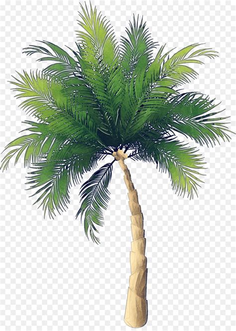 palmeiras png arvore